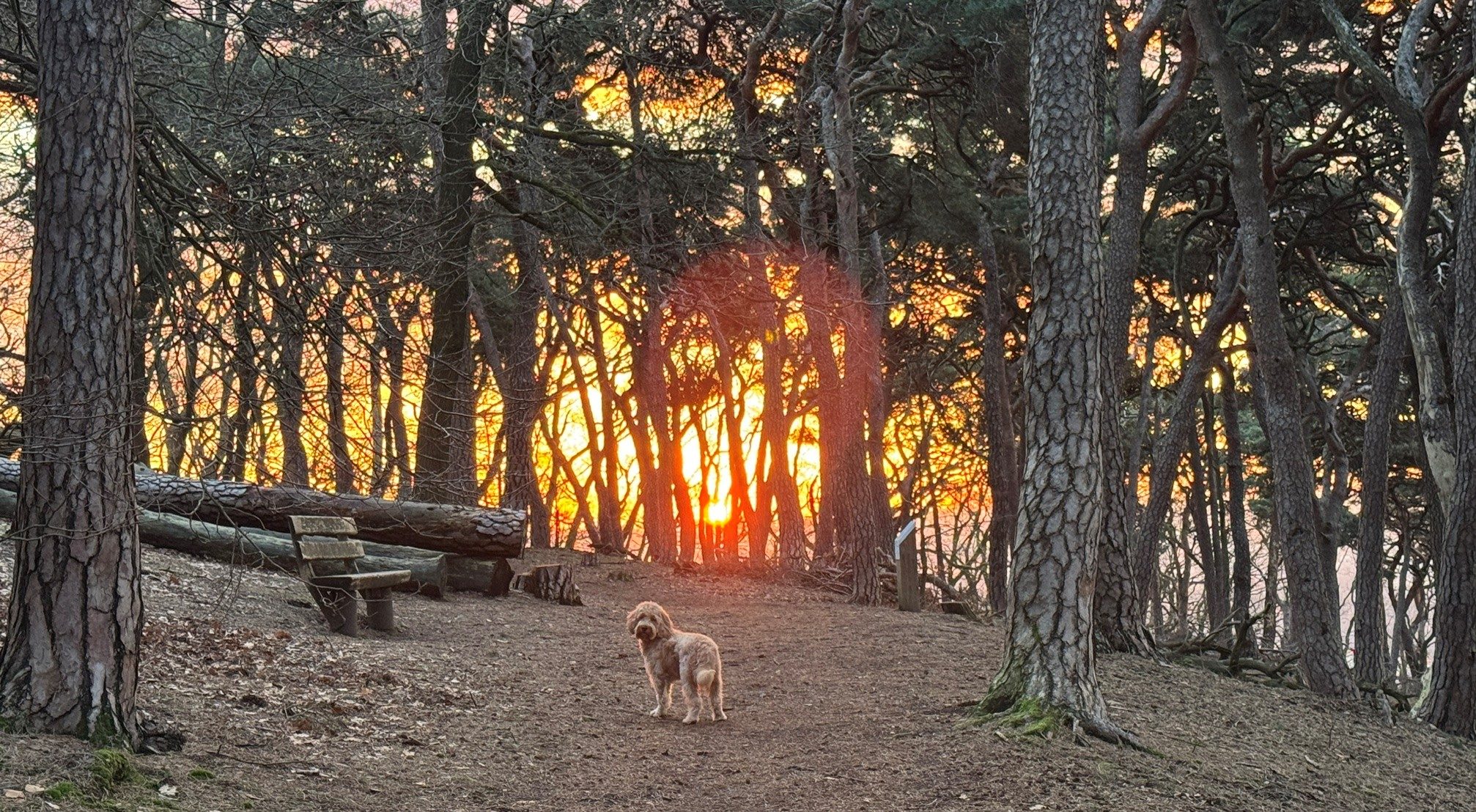 Hund auf einem Waldweg, hinter den Kiefern geht die Sonne unter